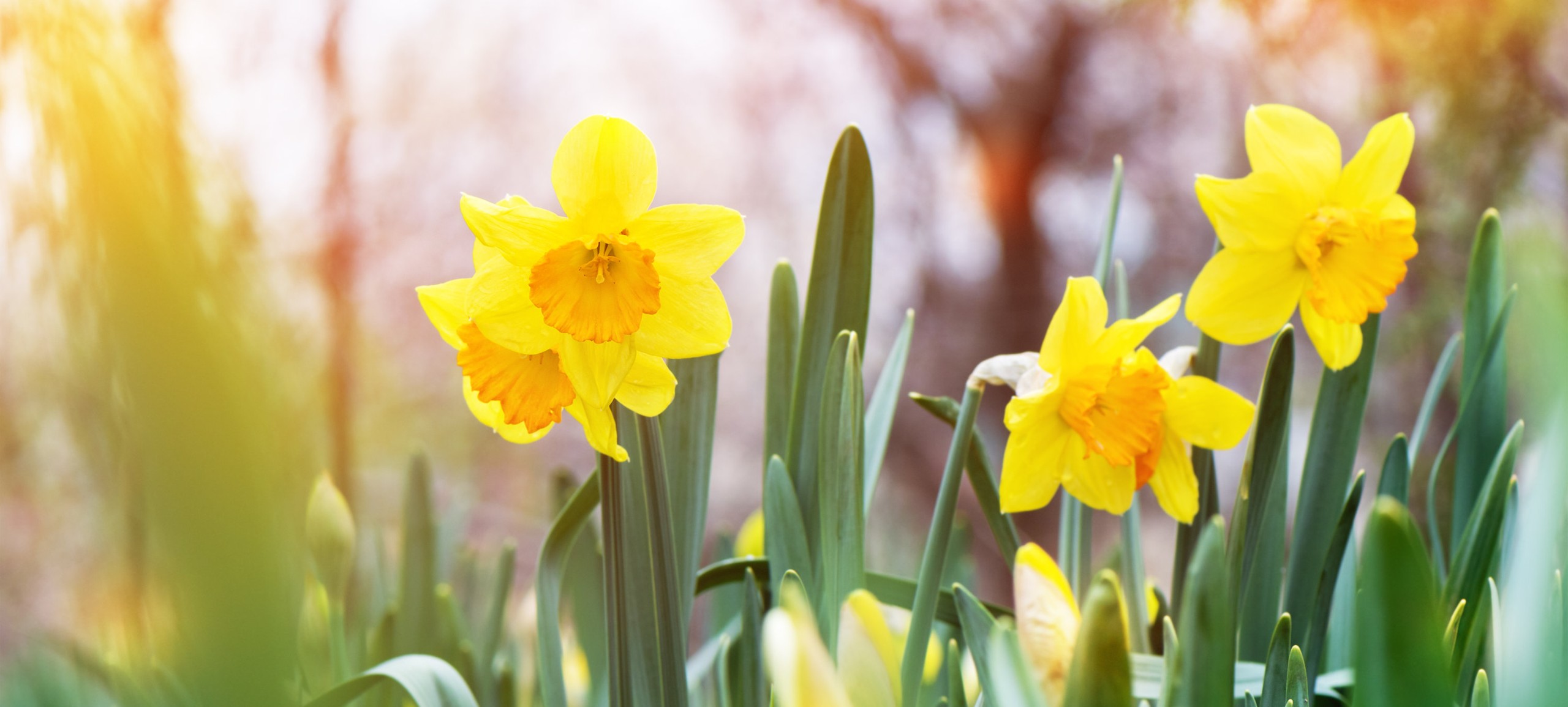 Leuchtend gelbe Narzissen (Osterglocken) in voller Blüte, umgeben von grünen Blättern, mit sanftem Sonnenlicht im Hintergrund – ein Symbol für Frühling und Neubeginn.