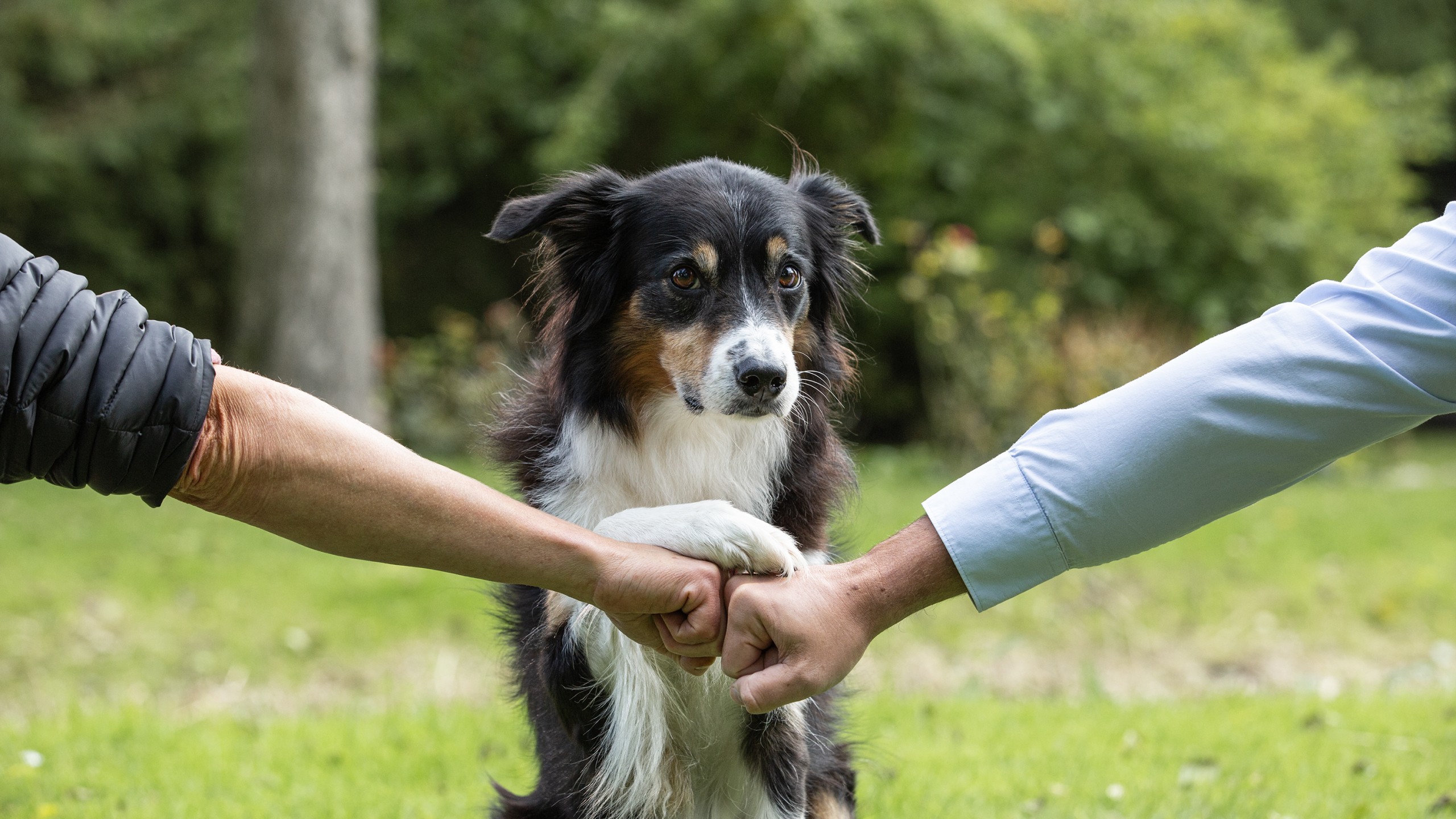 Zwei menschliche Fäuste treffen sich in der Mitte des Bildes. Ein Border Collie sitzt dahinter und legt seine Pfote auf die Fäuste.