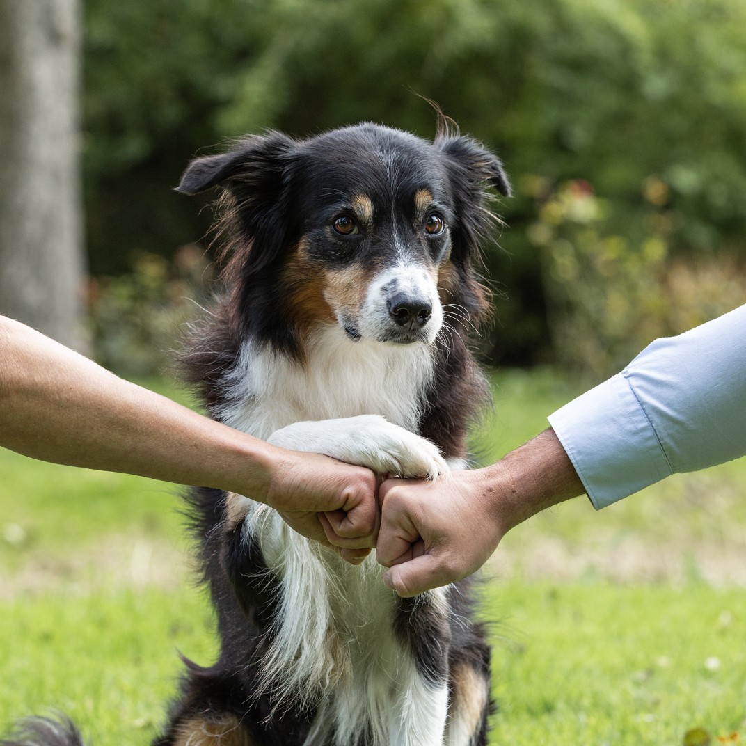 Teaserbild: Border Collie legt seine Pfote auf zwei menschliche Fäuste, die von links und rechts ins Bild gehalten werden.