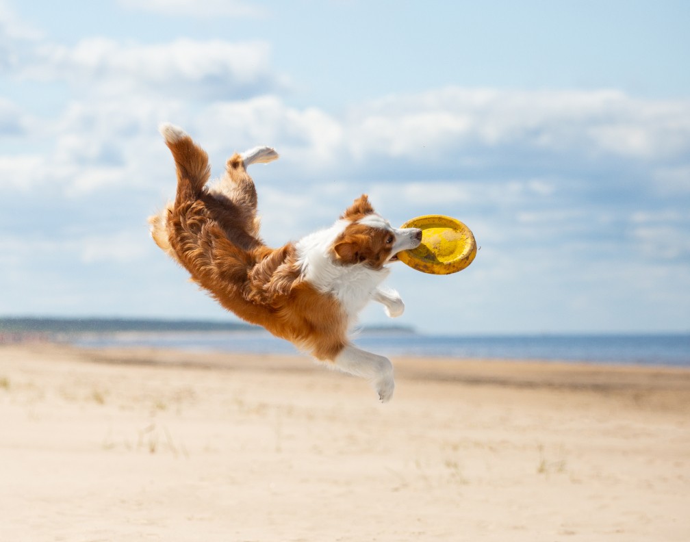 Spielender Hund am Strand, der in der Luft eine gelbe Frisbee fängt. Der Sandstrand und das Meer im Hintergrund schaffen eine lebendige und freundliche Atmosphäre, perfekt für hundefreundliche Aktivitäten und Strandtage.